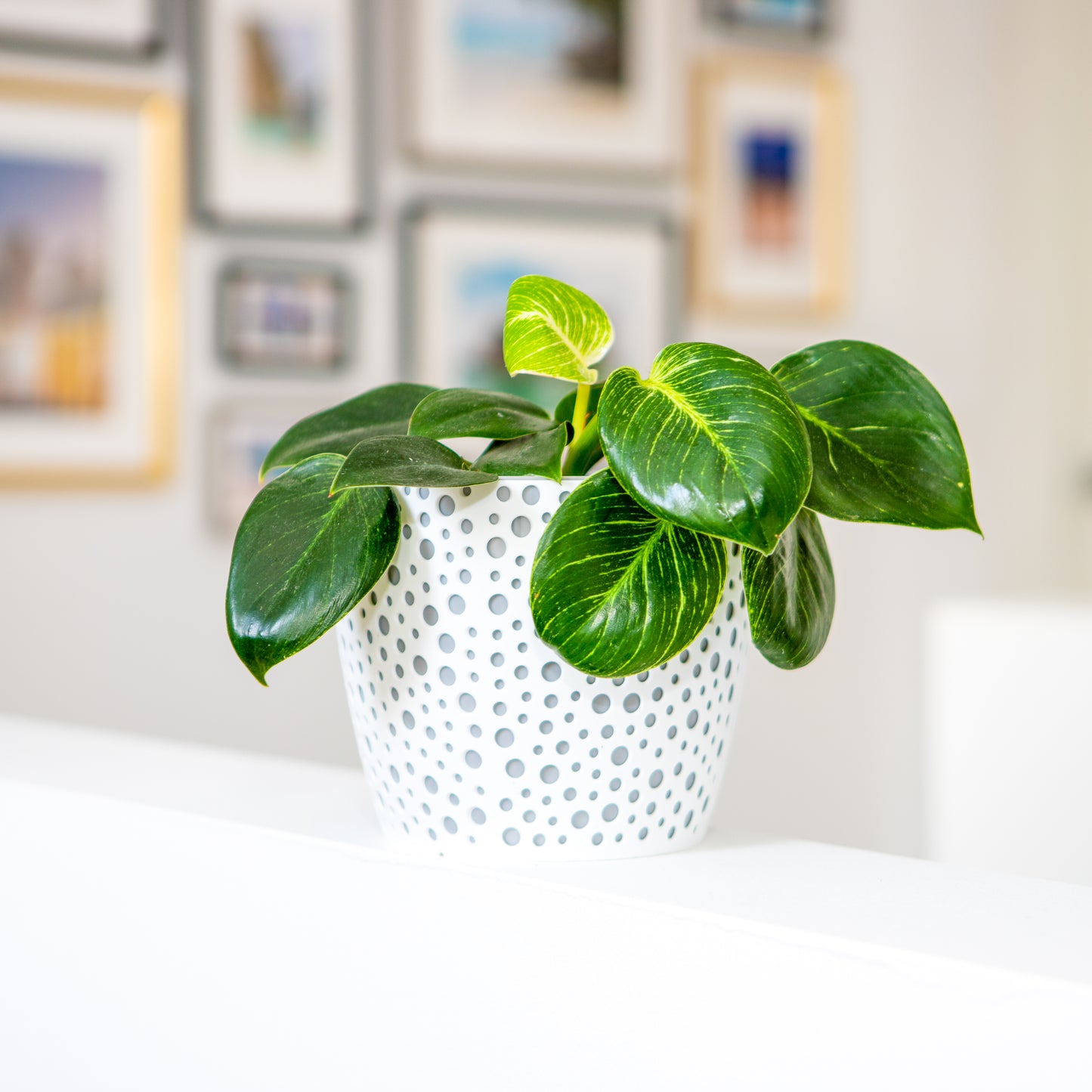 Plant Pots Indoor Vero Decorative Pot + Insert