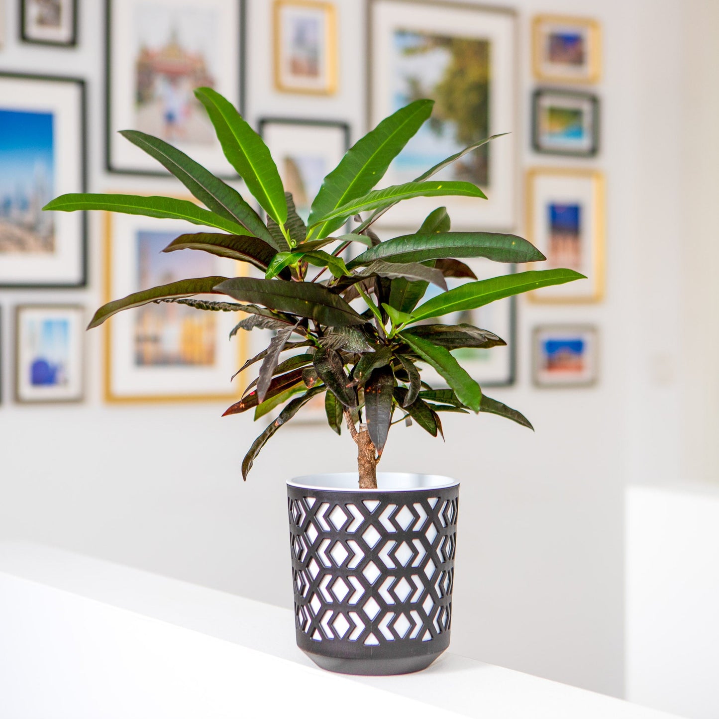 Plant Pots Indoor Mixed Decorative Pot + Insert