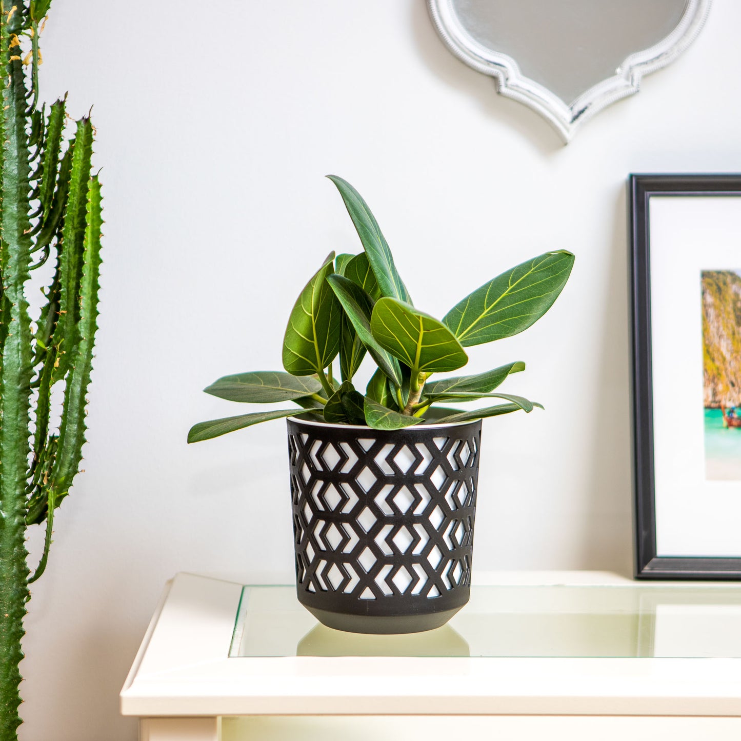 Plant Pots Indoor Mixed Set Of 3 Pot + Insert