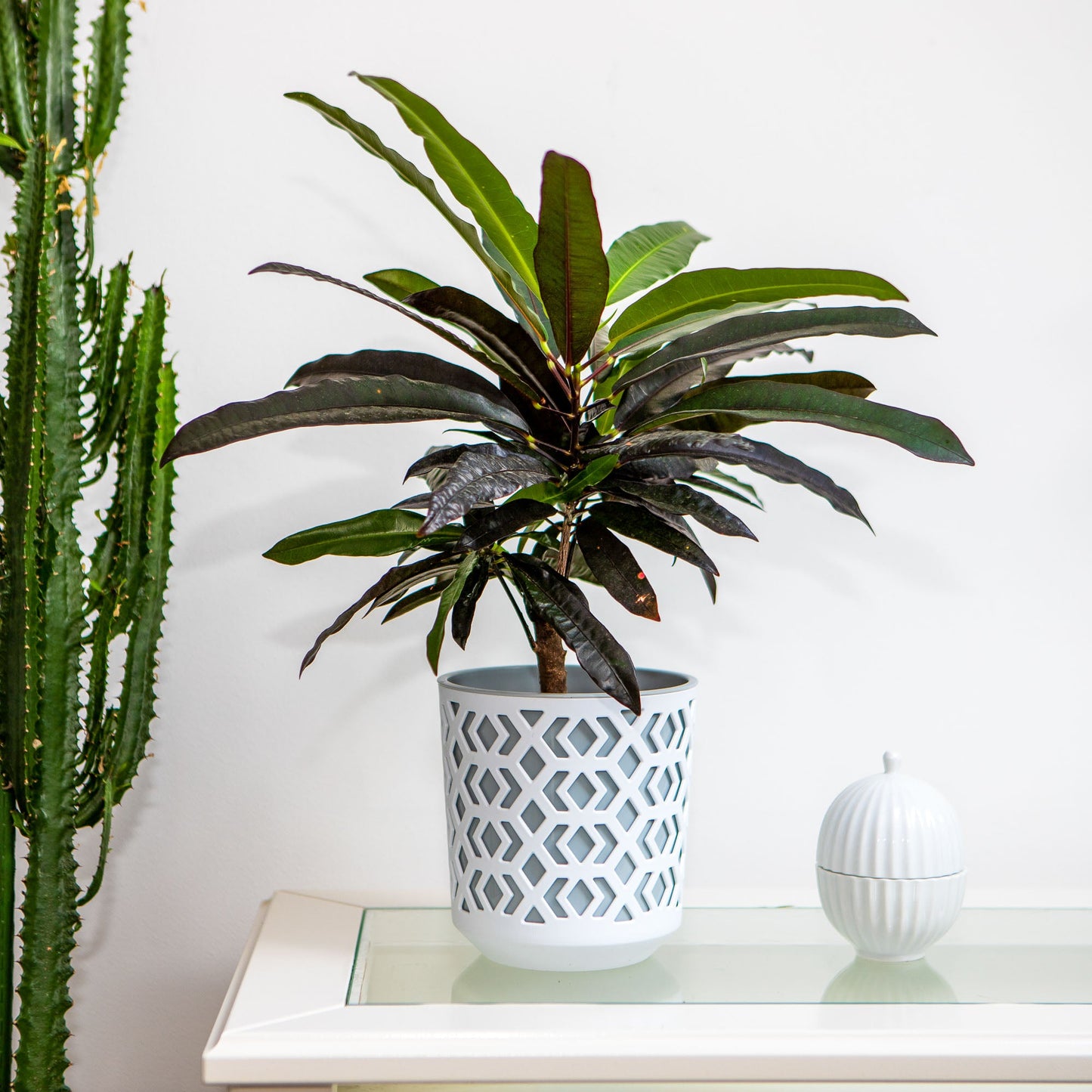 Plant Pots Indoor Mixed Decorative Pot + Insert