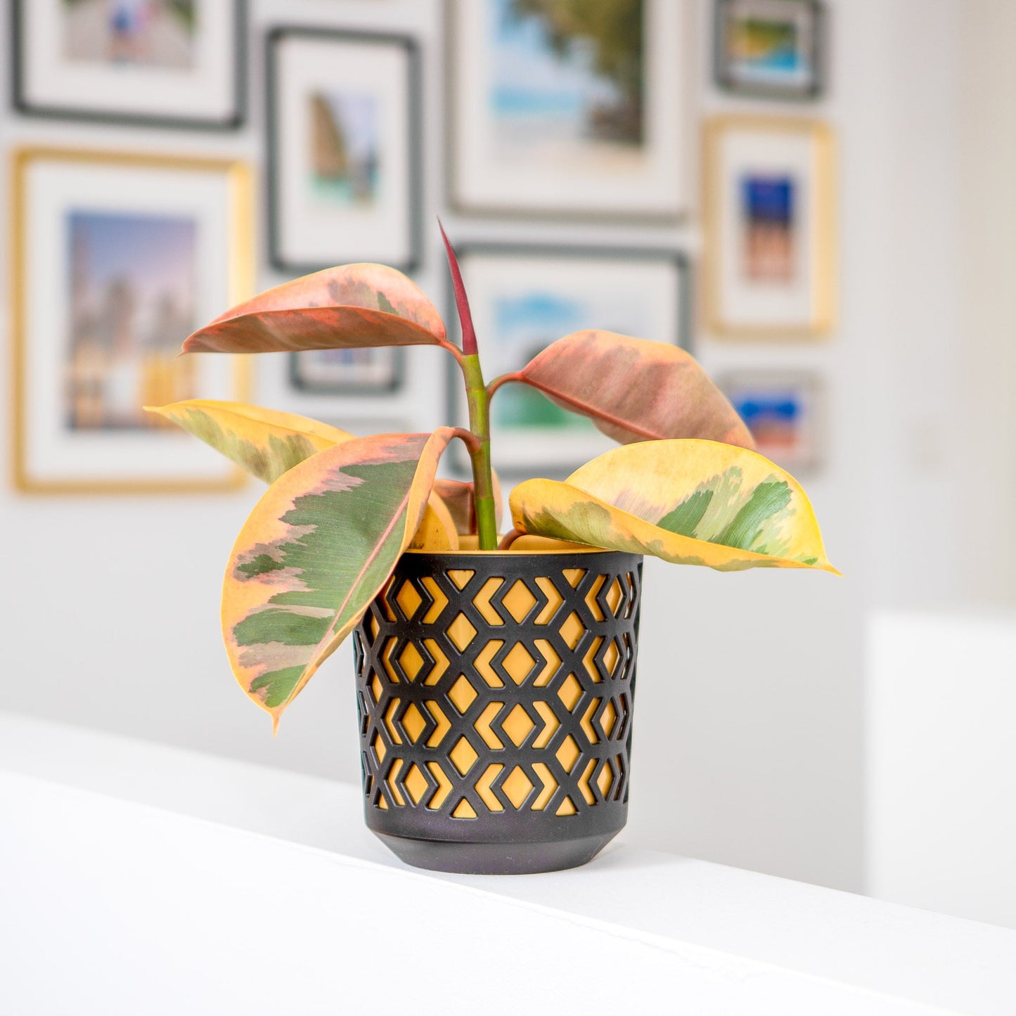 Plant Pots Indoor Mixed Decorative Pot + Insert