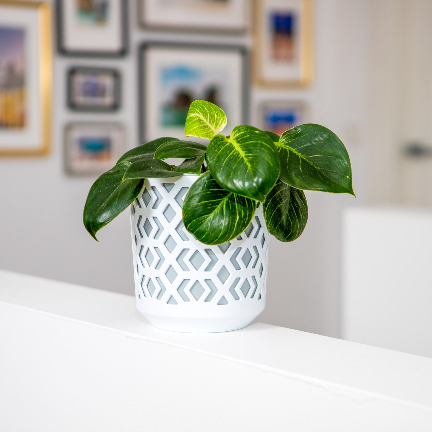 Plant Pots Indoor Mixed Set Of 3 Pot + Insert