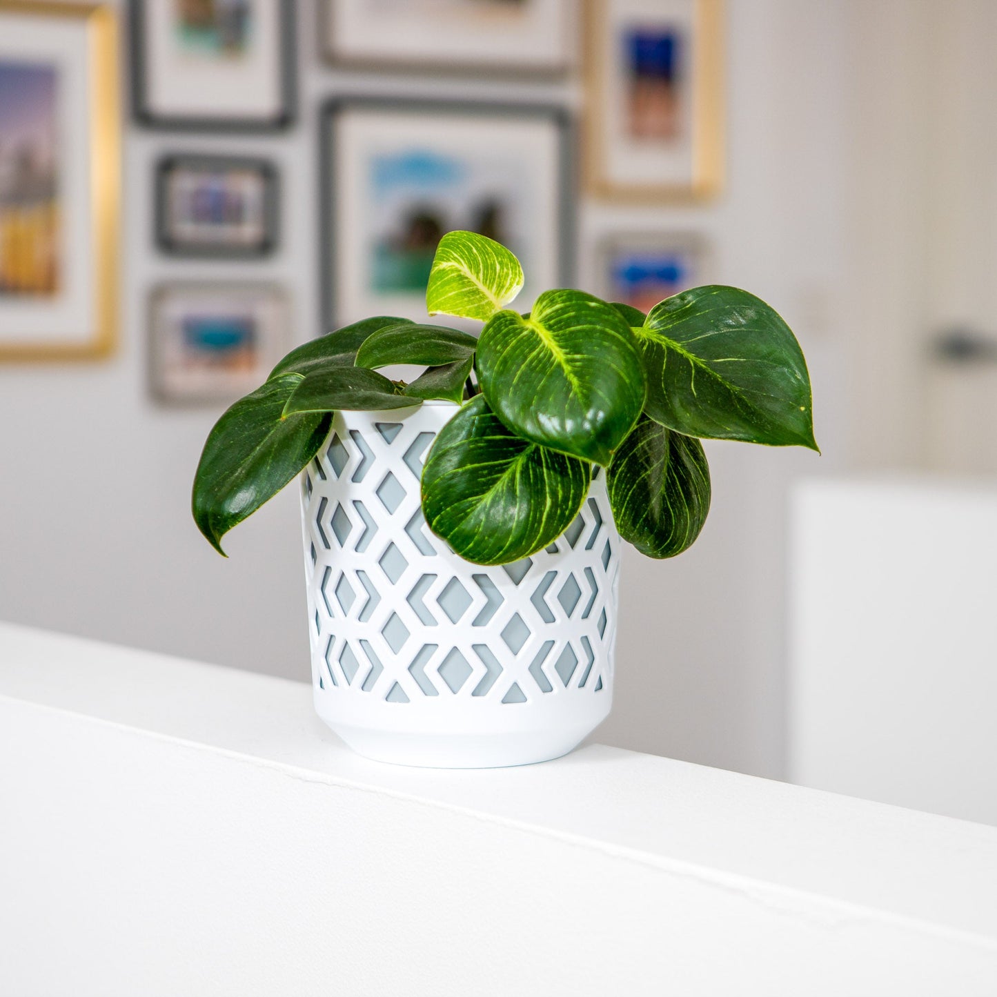 Plant Pots Indoor Mixed Decorative Pot + Insert