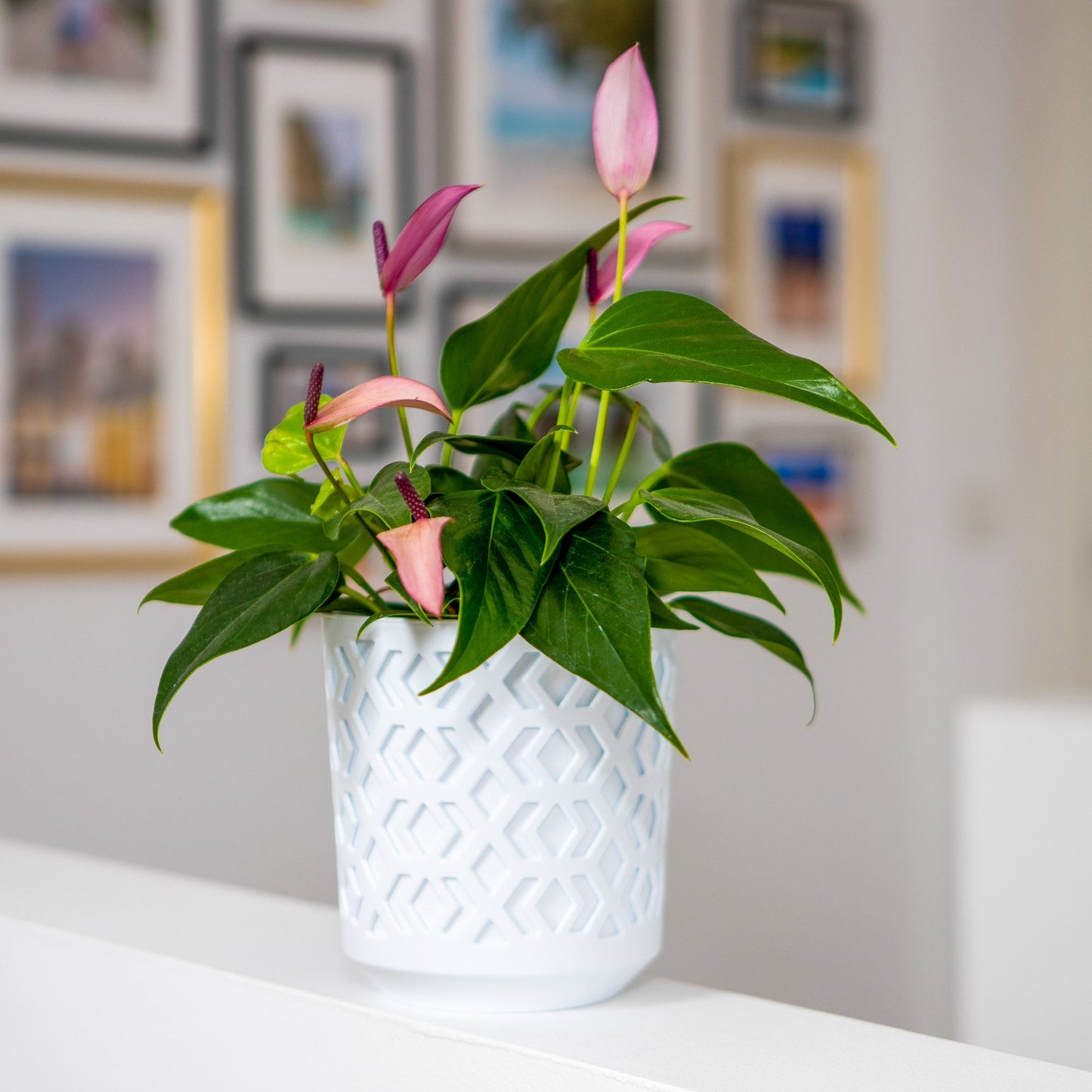 Plant Pots Indoor Mixed Decorative Pot + Insert