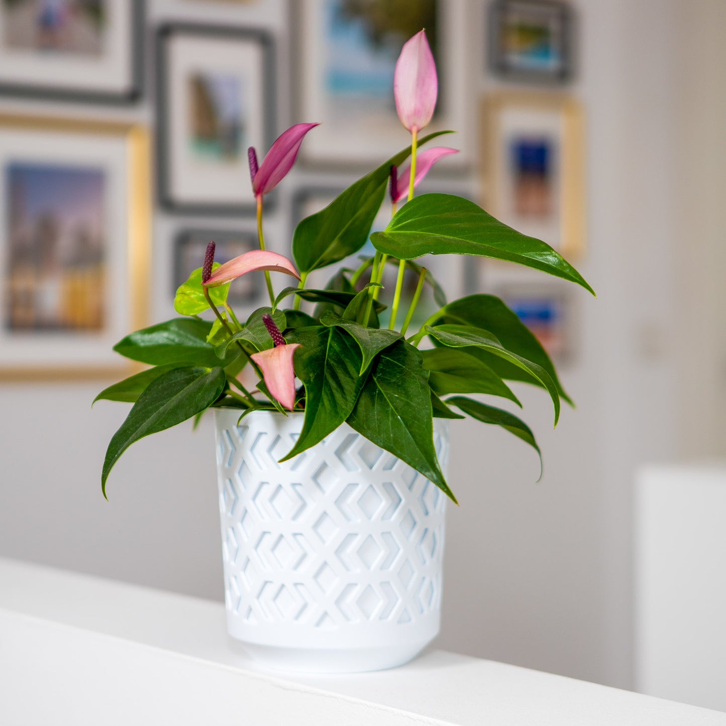 Plant Pots Indoor Mixed Set Of 3 Pot + Insert