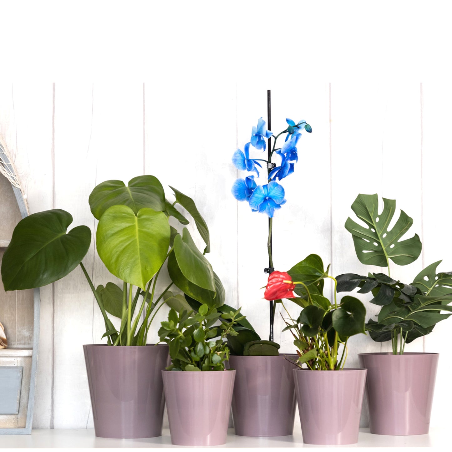 Plant Pots Indoor Aga Set of 5 Sizes 13/13/15/15/17cm
