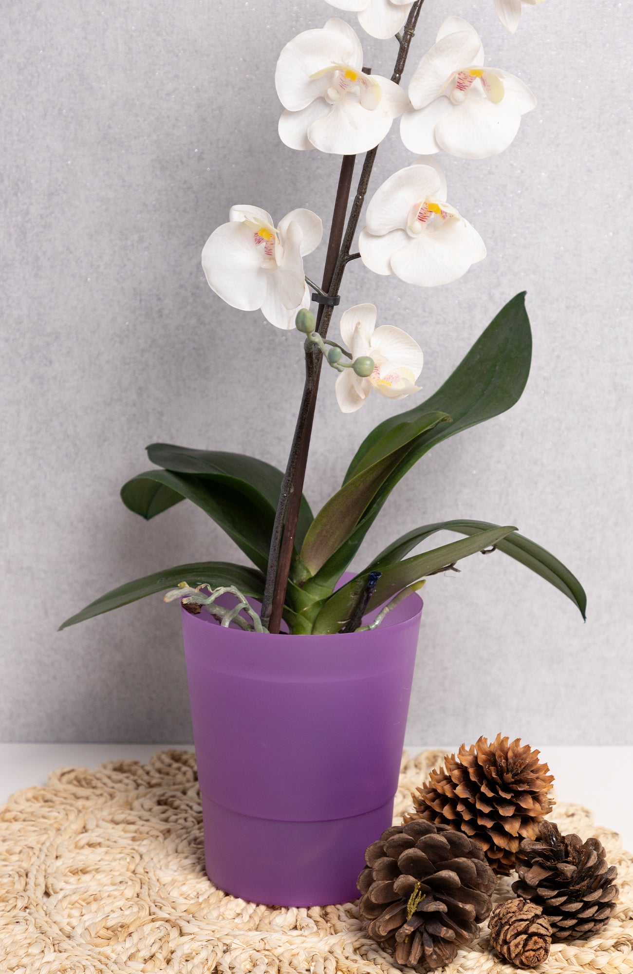 Plant Pots Indoor 12cm Diameter Set of 3 Plastic Plant Pot For Orchids Half Transparent