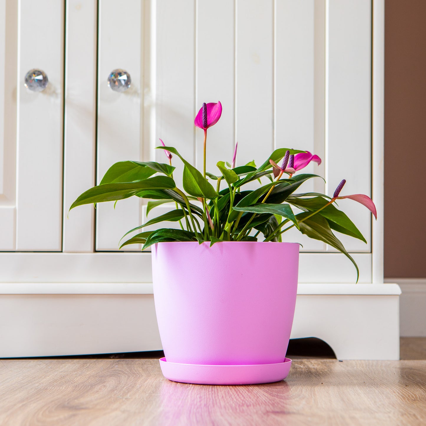 Plant Pots Indoor Set of 5 Sizes 9.5/12/14/16/18cm Matt Surface With Saucer