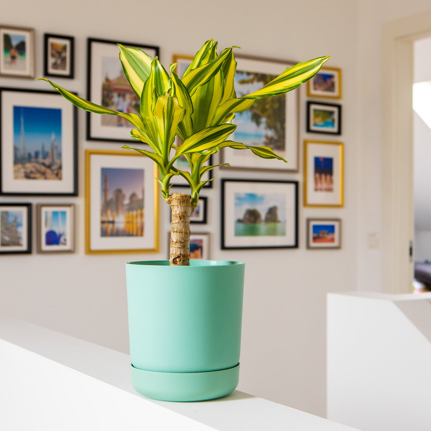 Classy Plant Pots Indoor Plastic Plant Pot with Integrated Plant Saucer