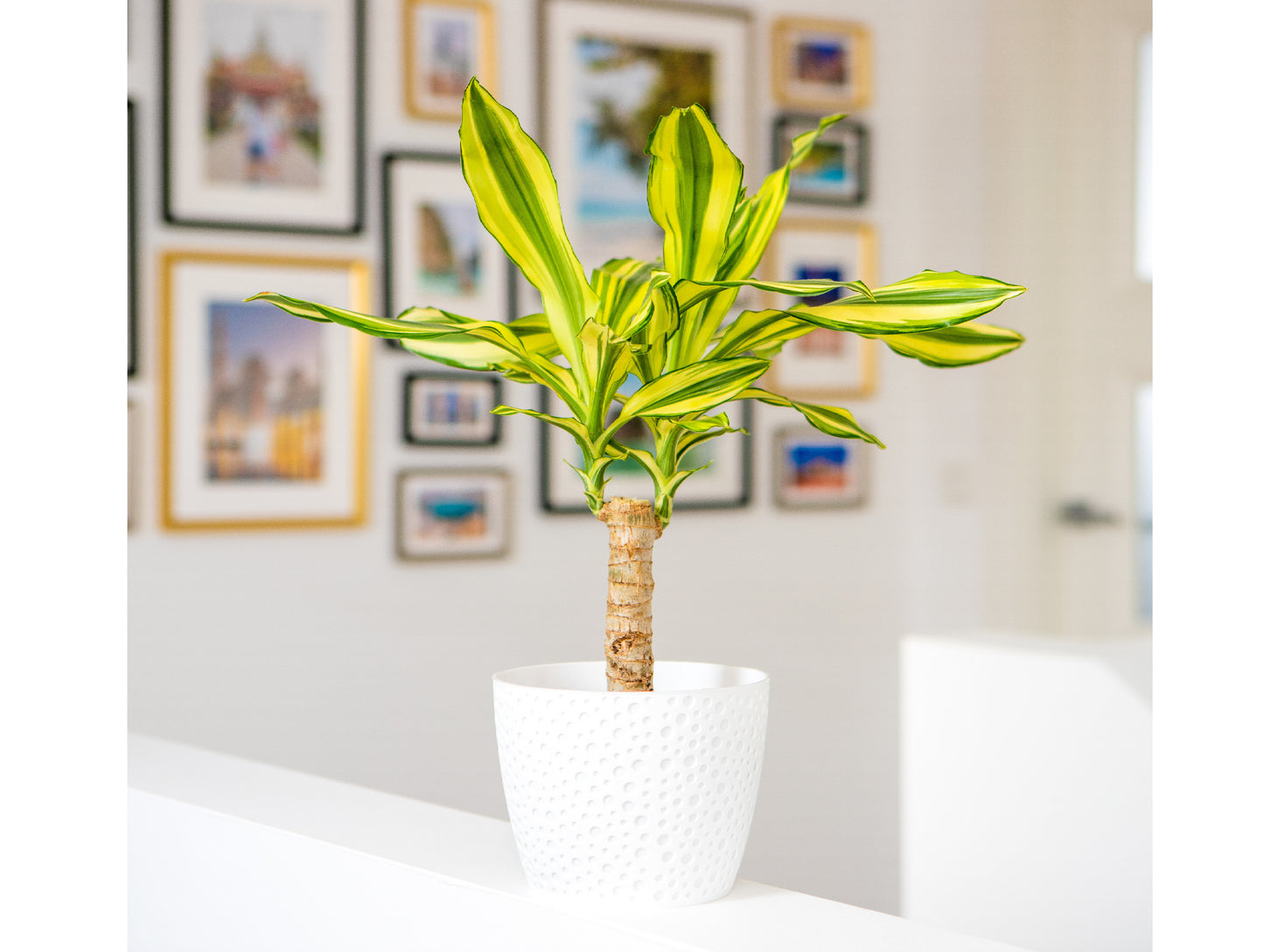 Plant Pots Indoor Vero Set of 3