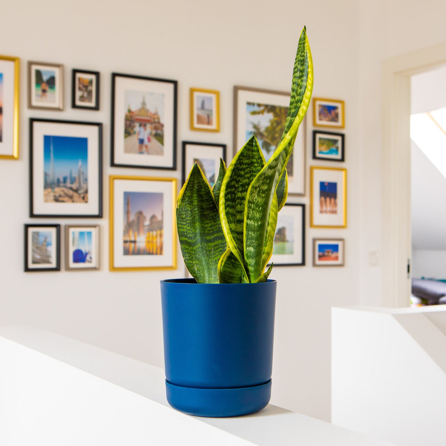Classy Plant Pots Indoor Plastic Plant Pot with Integrated Plant Saucer