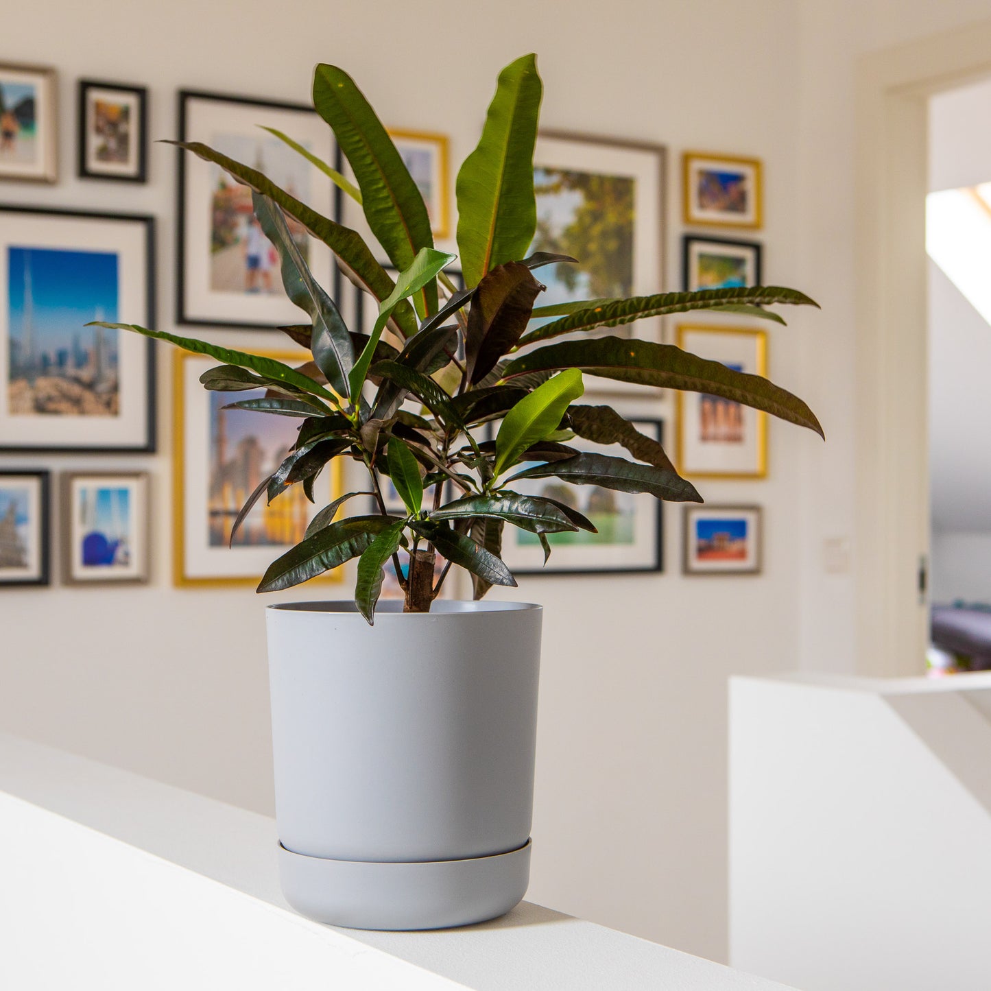 Classy Plant Pots Indoor Plastic Plant Pot with Integrated Plant Saucer