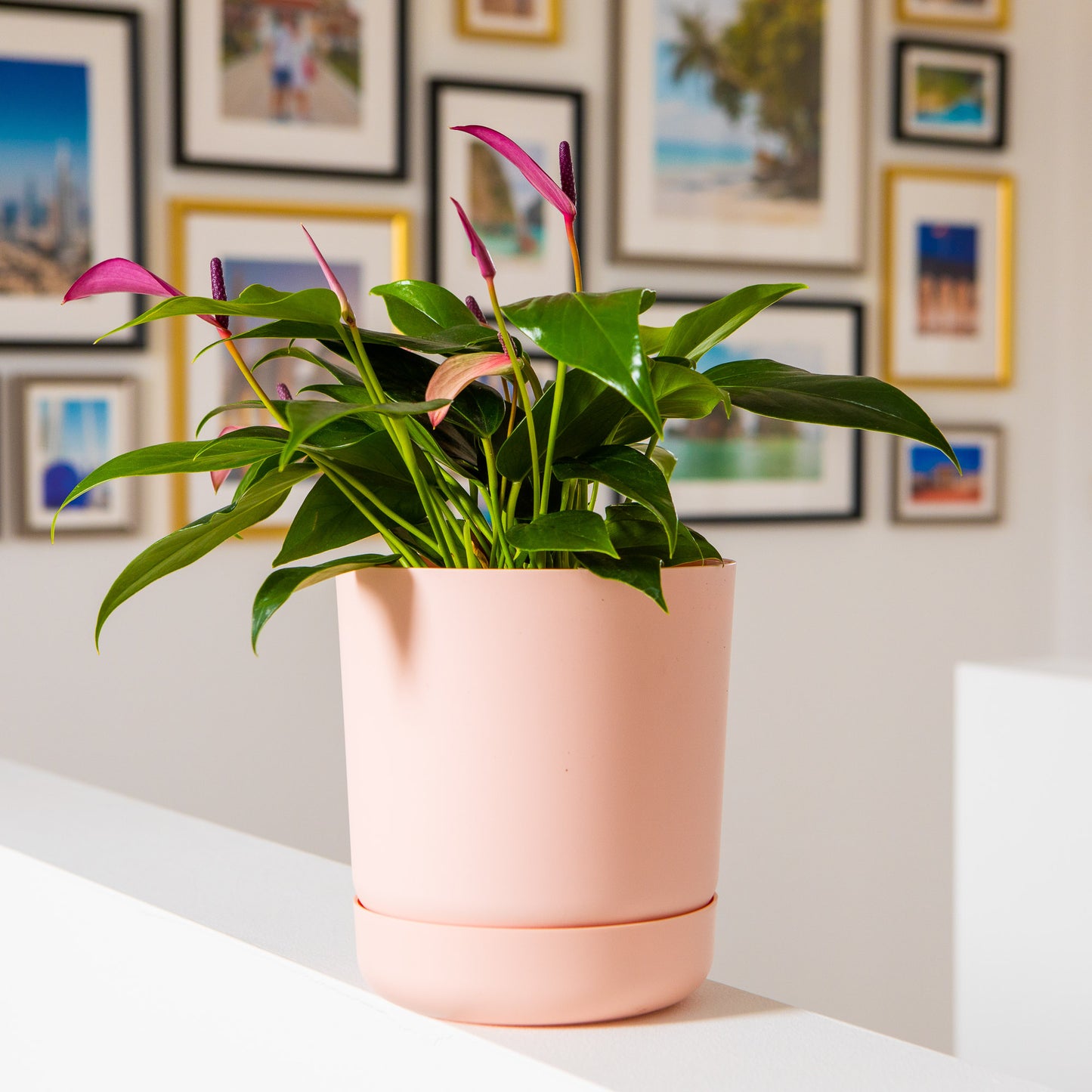 Classy Plant Pots Indoor Plastic Plant Pot with Integrated Plant Saucer