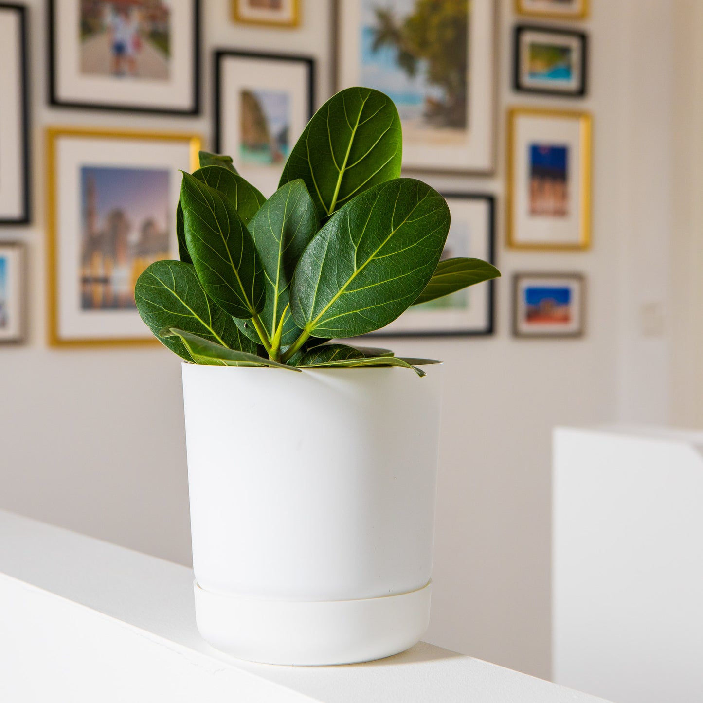 Classy Plant Pots Indoor Plastic Plant Pot with Integrated Plant Saucer