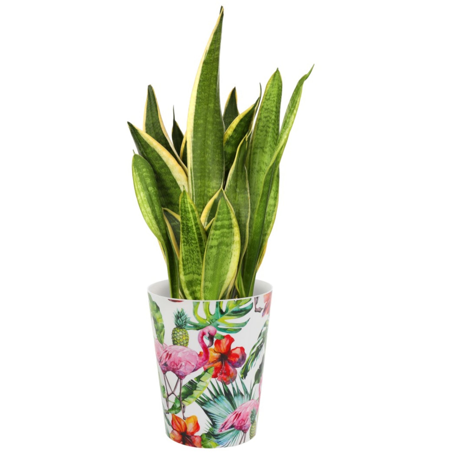 Plant Pots For Orchids 15.5cm Set Of 3 Exotic Pattern