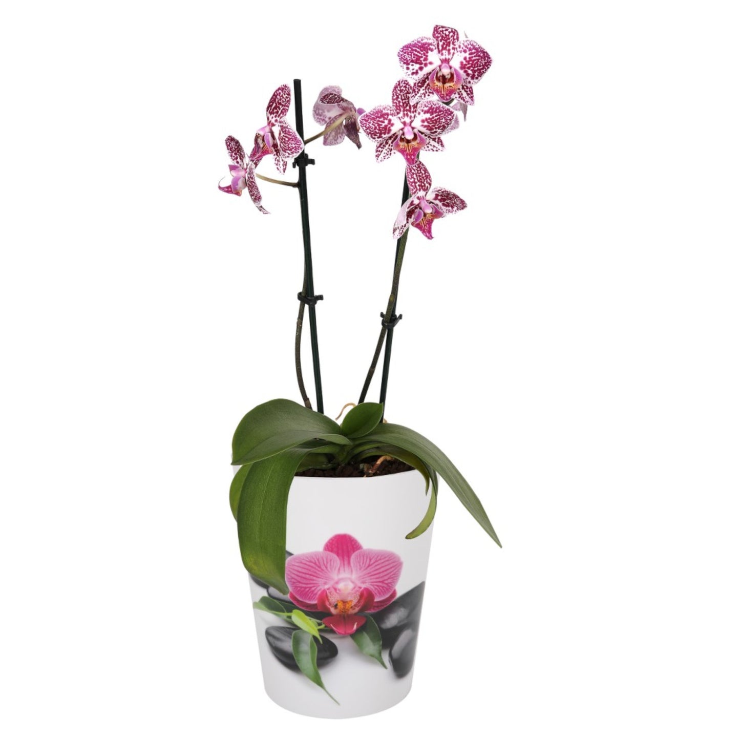 Plant Pots For Orchids 15.5cm Set Of 3 Exotic Pattern