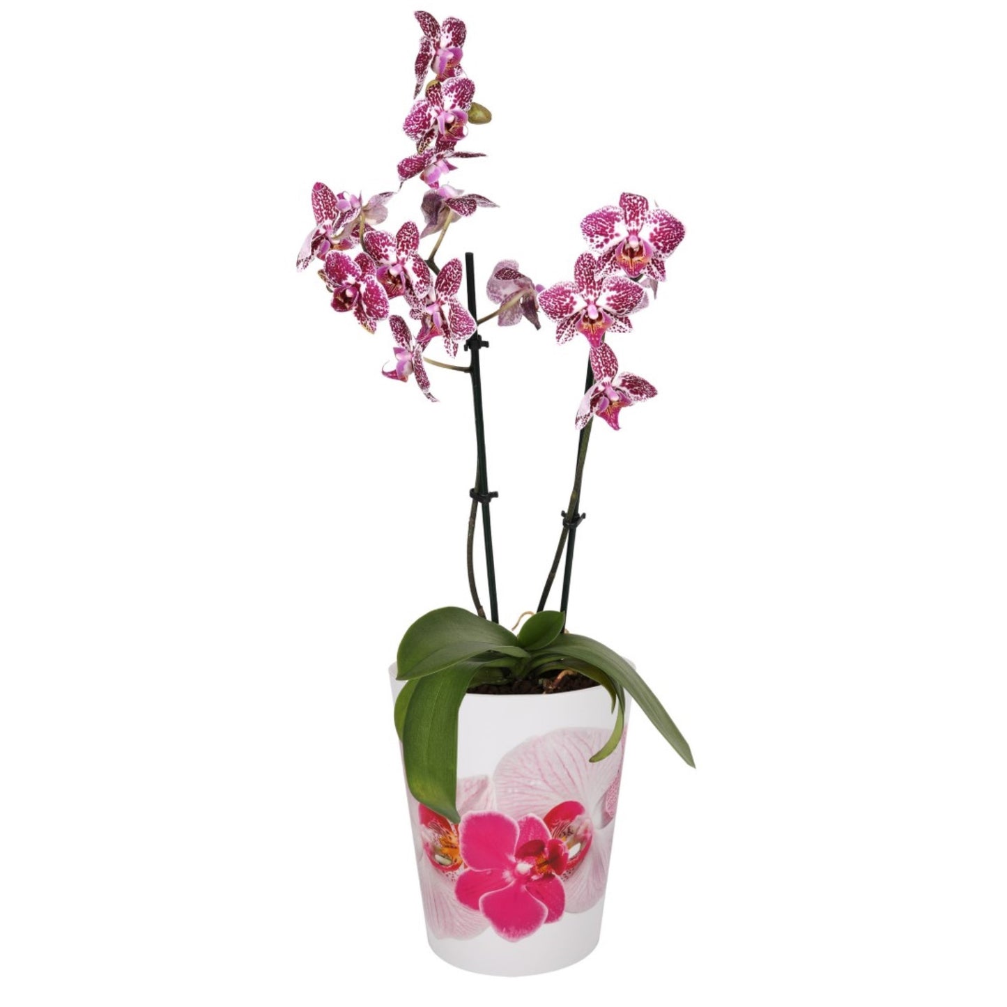 Plant Pots For Orchids 15.5cm Set Of 3 Exotic Pattern
