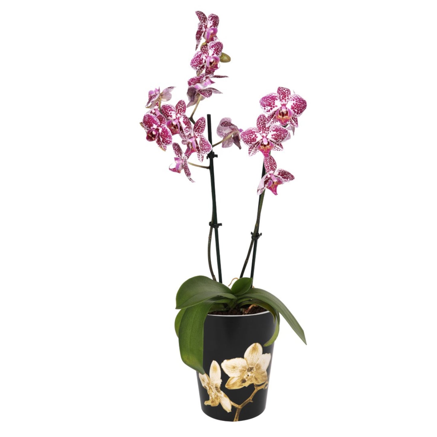 Plant Pots For Orchids 15.5cm Set Of 3 Exotic Pattern