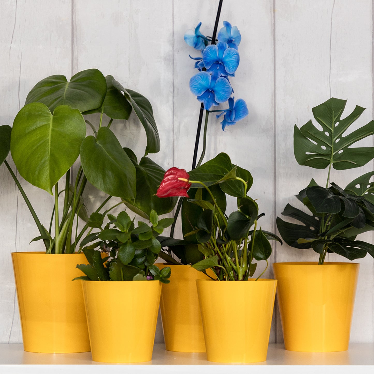 Plant Pots Indoor Aga Set of 5 Sizes 13/13/15/15/17cm