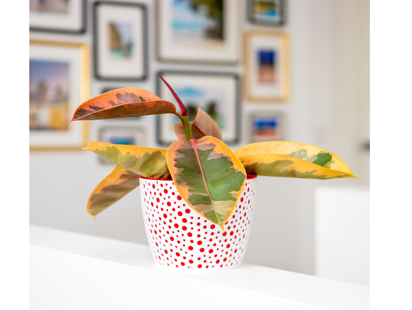 Plant Pots Indoor Vero Set of 3