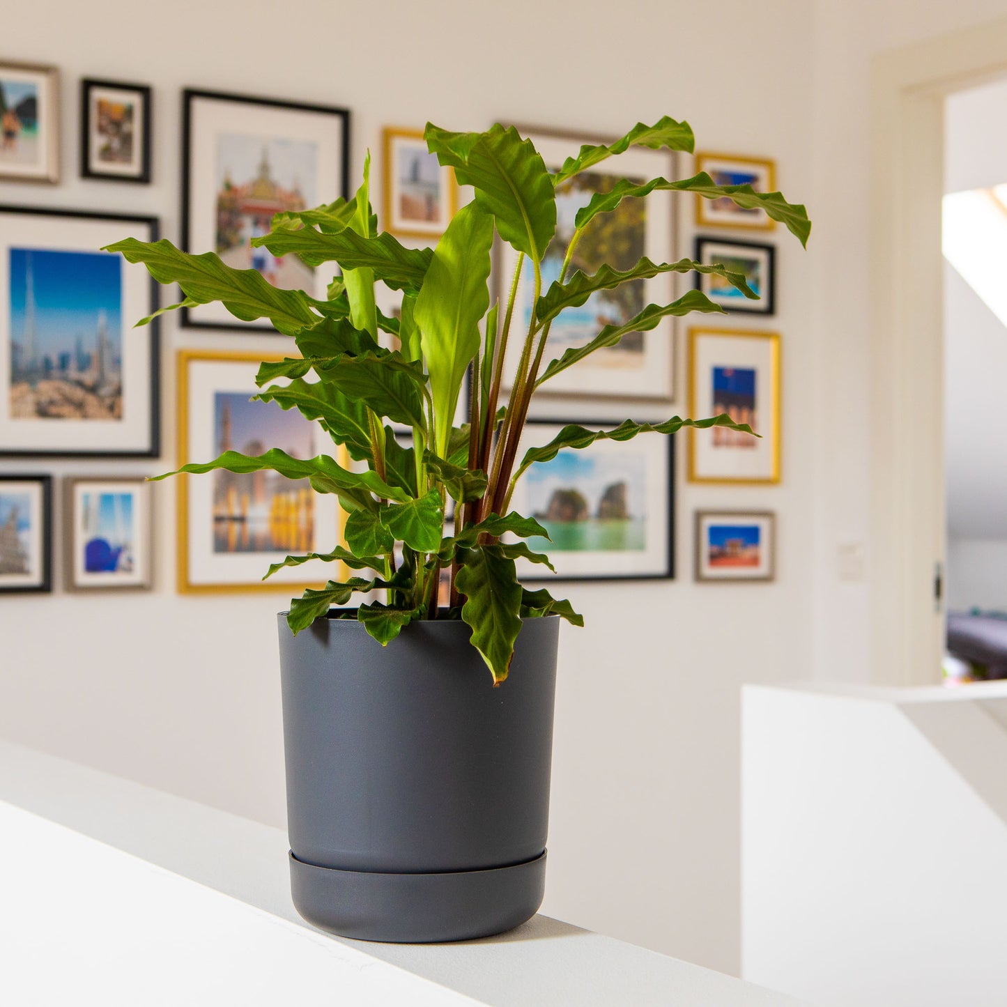 Classy Plant Pots Indoor Plastic Plant Pot with Integrated Plant Saucer