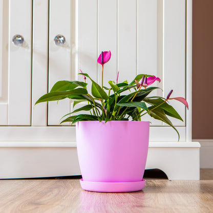 Set Of 3 Plant Pots Indoor Matte 14/16/18 Large Medium Small With Saucer Deco