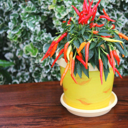 Plant Pots Indoor Keramo Set Of 5 With Saucers Sizes 13/15/17/19/22cm