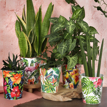 Plant Pots For Orchids 15.5cm Set Of 3 Exotic Pattern